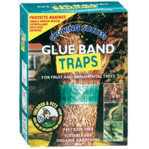 GLUE BAND TRAPS