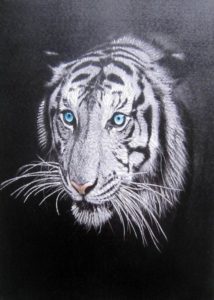 TIGER CANVAS