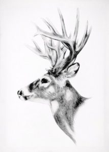 STAG CANVAS
